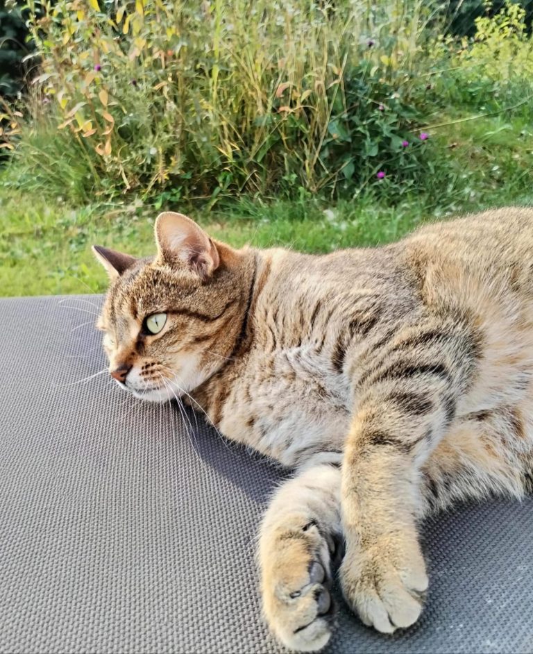 Katze Katze