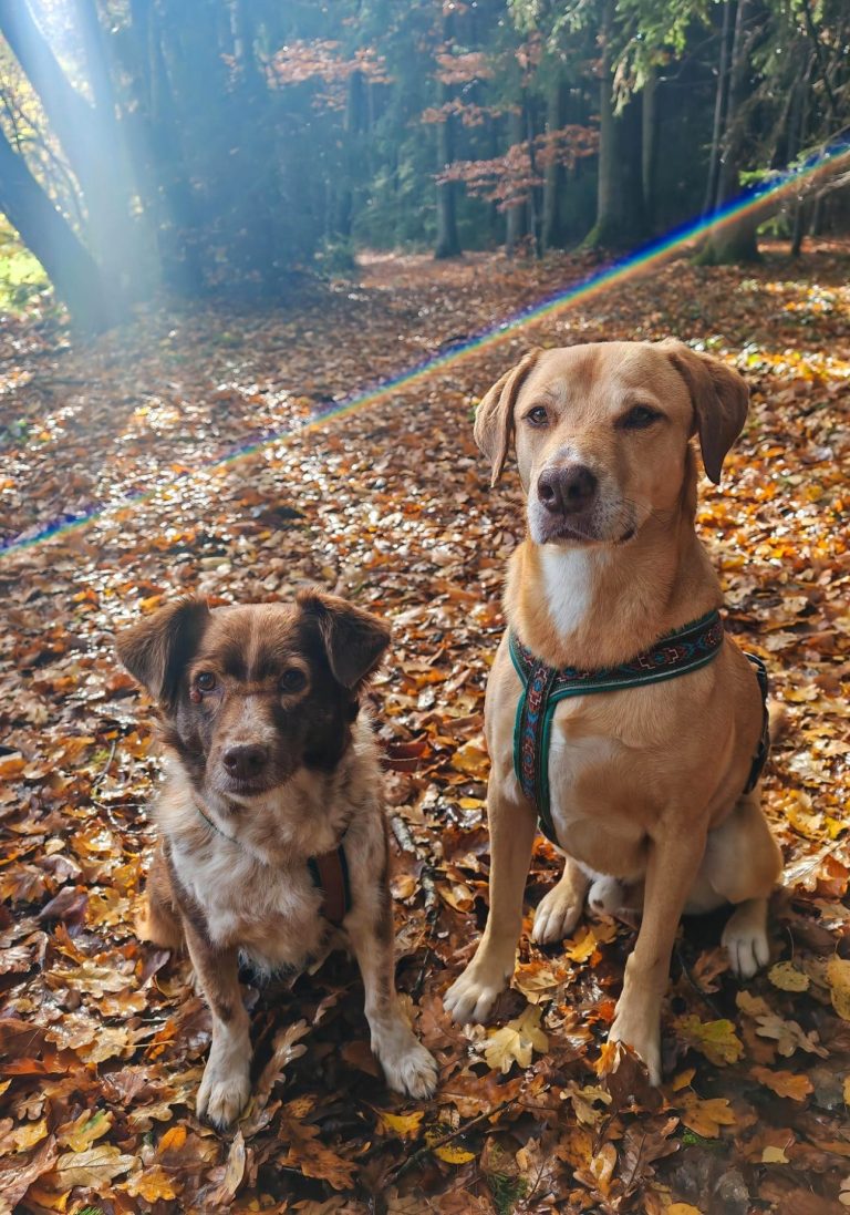 Hunde C + N